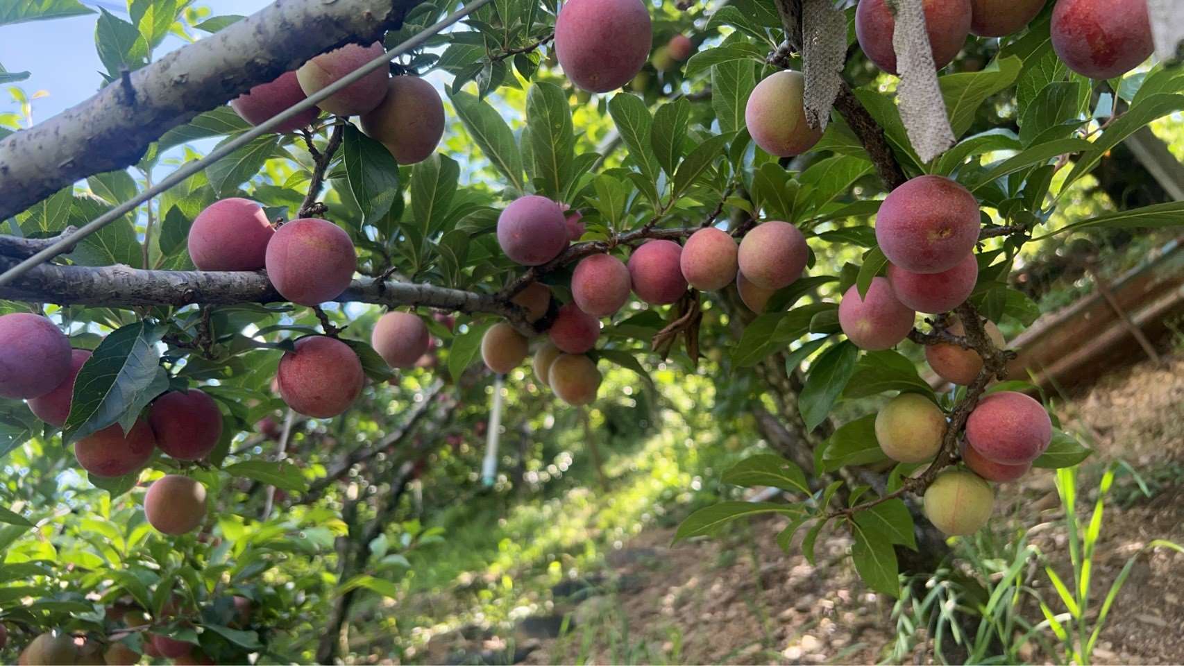 【東勢農會】梨山西瓜李(大果)