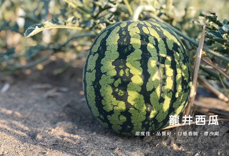 0424結-龍井區農會-小玉西瓜 $200元/顆