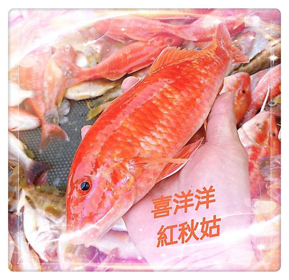(48)0508結-新港漁會-喜洋洋紅秋姑$340元/黃雞魚$299元/尾