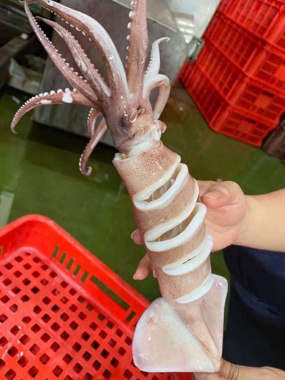 深海大魷魚🦑